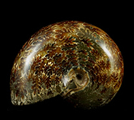 World Ammonites
