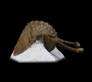 Stalk-eyed trilobite, Ordovician Period, Russia, £95 to £950