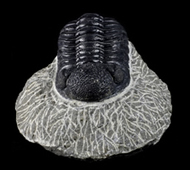 Devonian trilobite